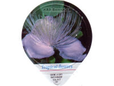 Serie 480 B "Tropical flowers"