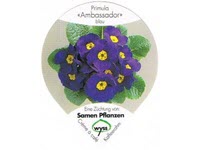 Wyss Blumen \"Primula\", Gastro