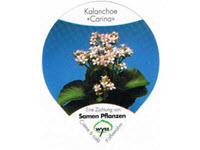 Wyss Blumen \"Kalanchoe\", Gastro